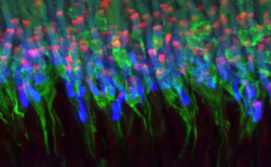 Rod Photoreceptors