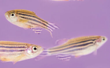 Zebrafish