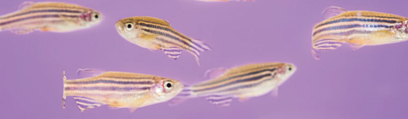 Zebrafish