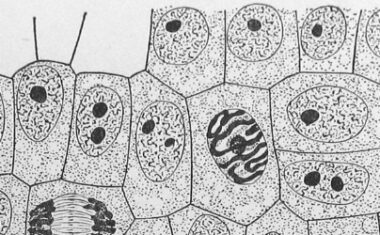 Cell Illustration