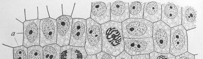 Cell Illustration