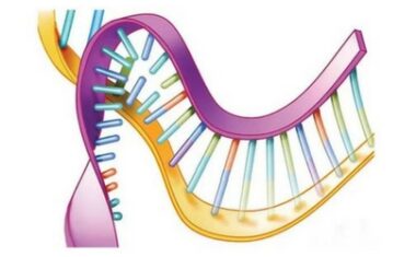 DNA