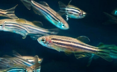 Zebrafish