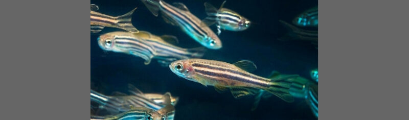 Zebrafish