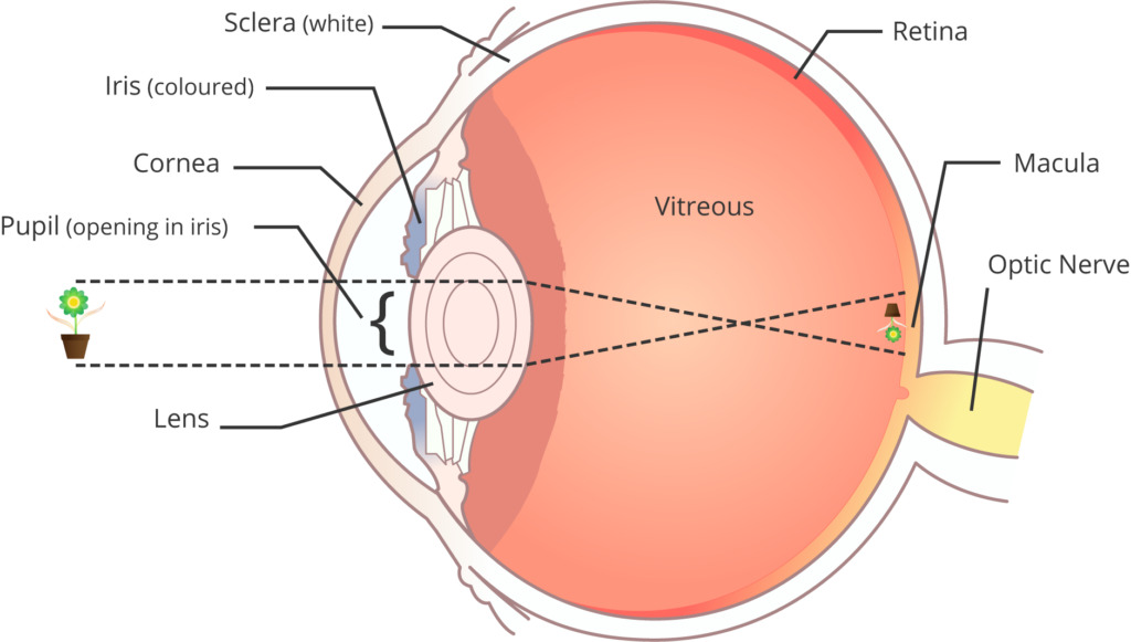 Eye and Retina Diagram