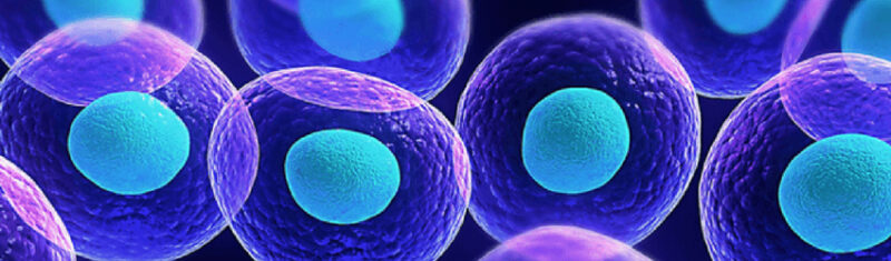 Stem Cells