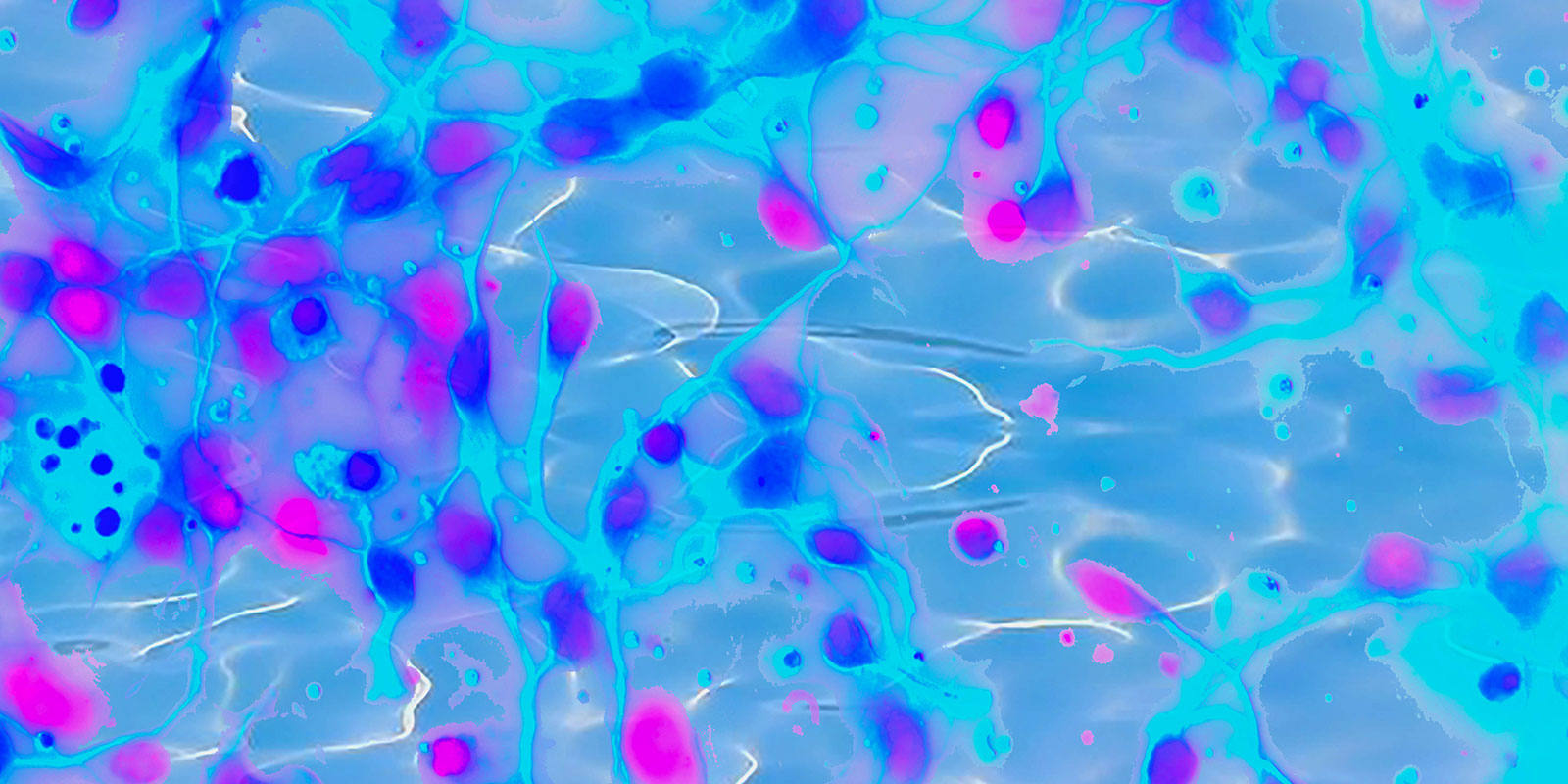 Stem Cells