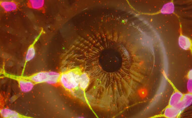 Eye with Stem Cells