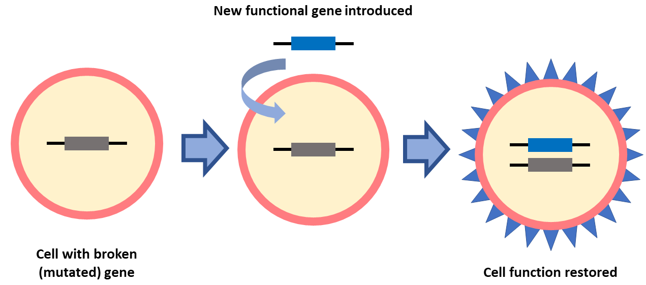 Retina - Gene Vision