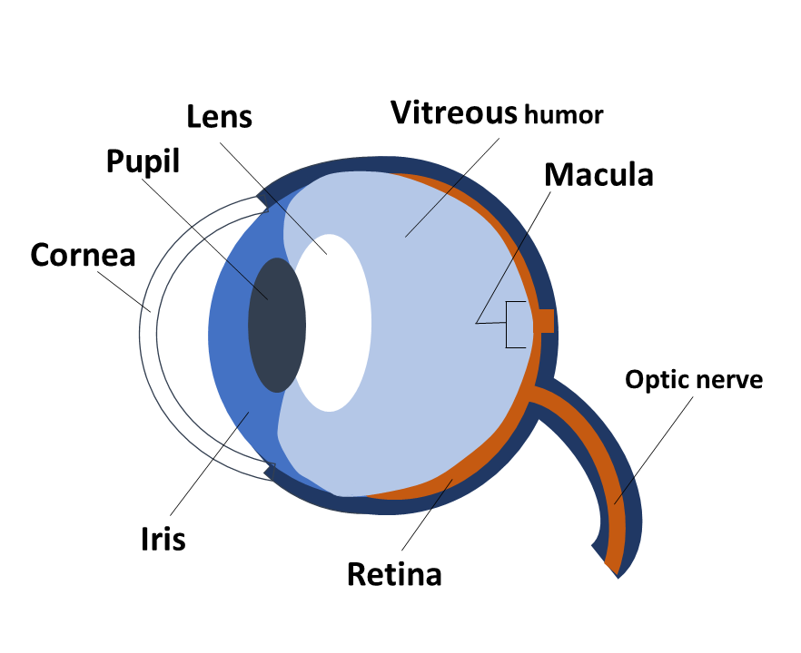 Image is a diagram of the human that indicates the location of the cornea, pupil, lens, vitreous, macula, optic nerve, retina, and iris.