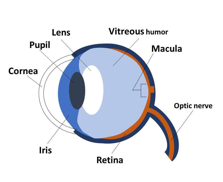 How The Eye Works Fighting Blindness Canada