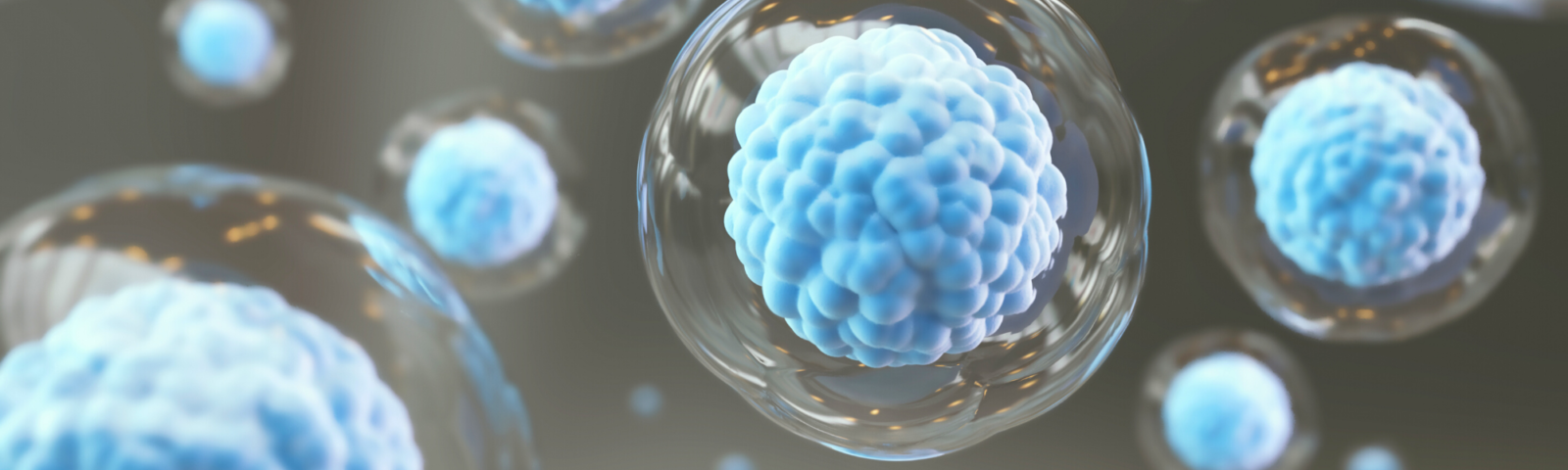 Image is of stem cells