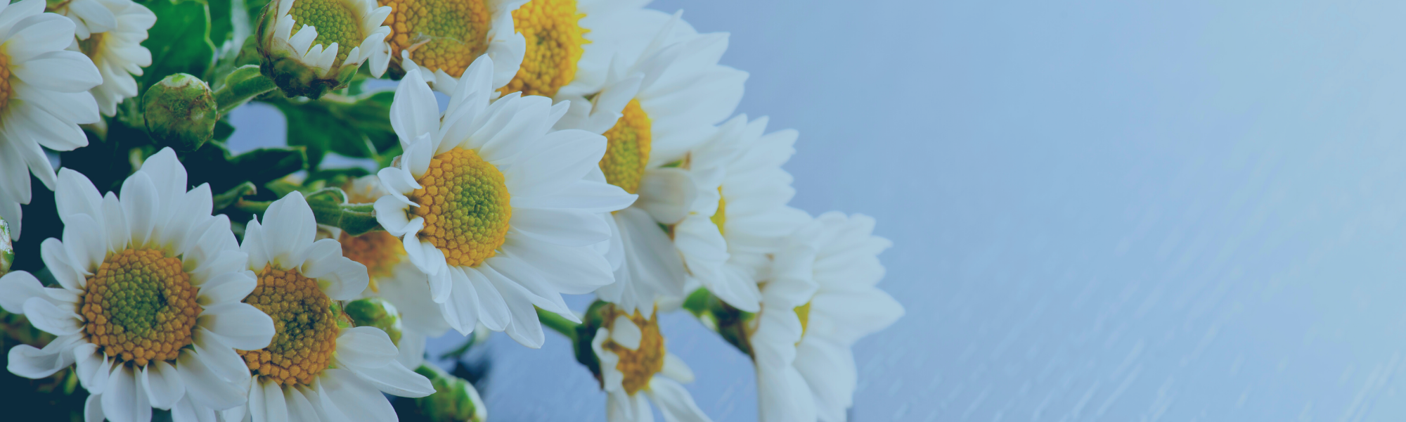 Image is of white carnation flowers