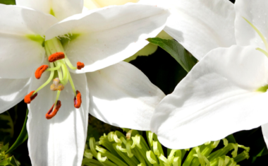 Image is of white lily flowers