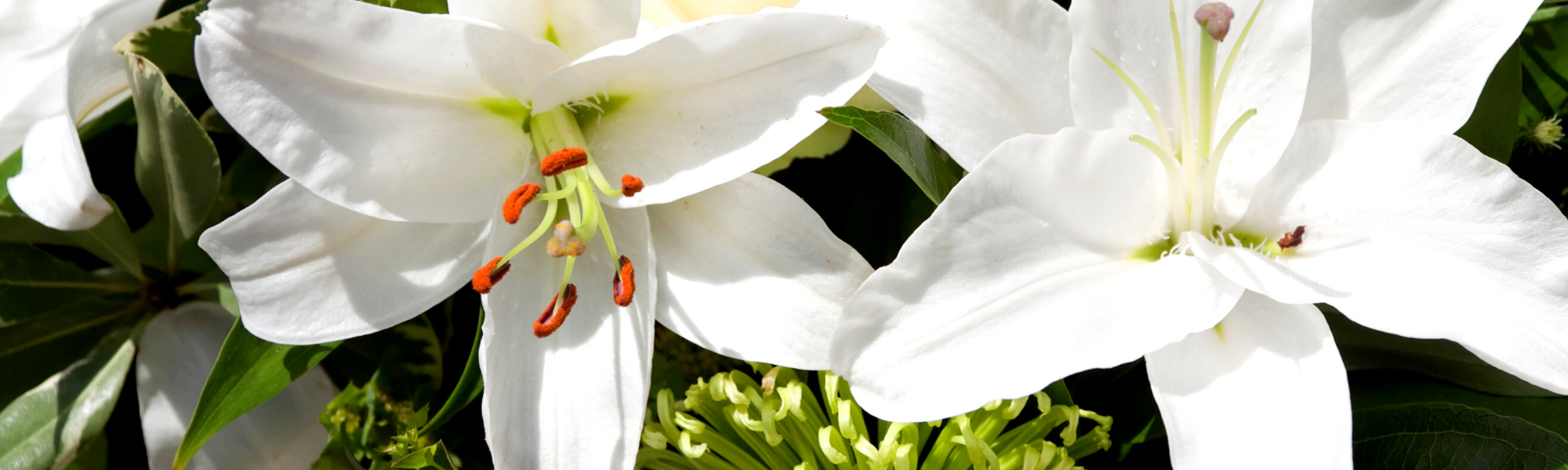 Image is of white lily flowers