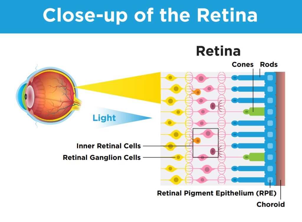 Image is a detailed diagram of human retina