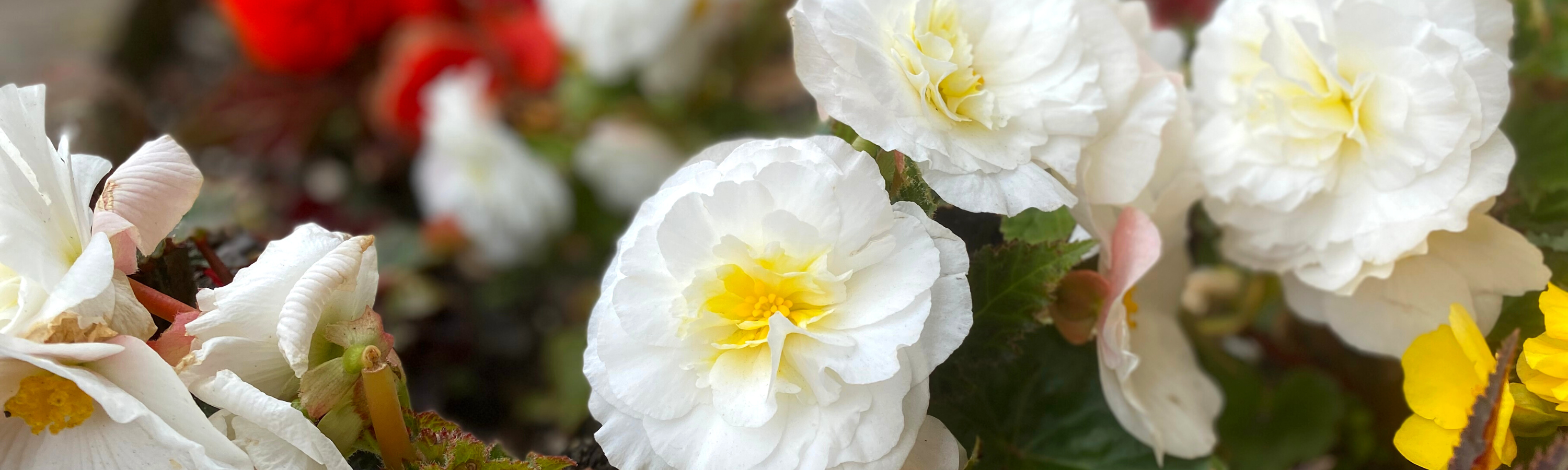 Image is of a flowers.