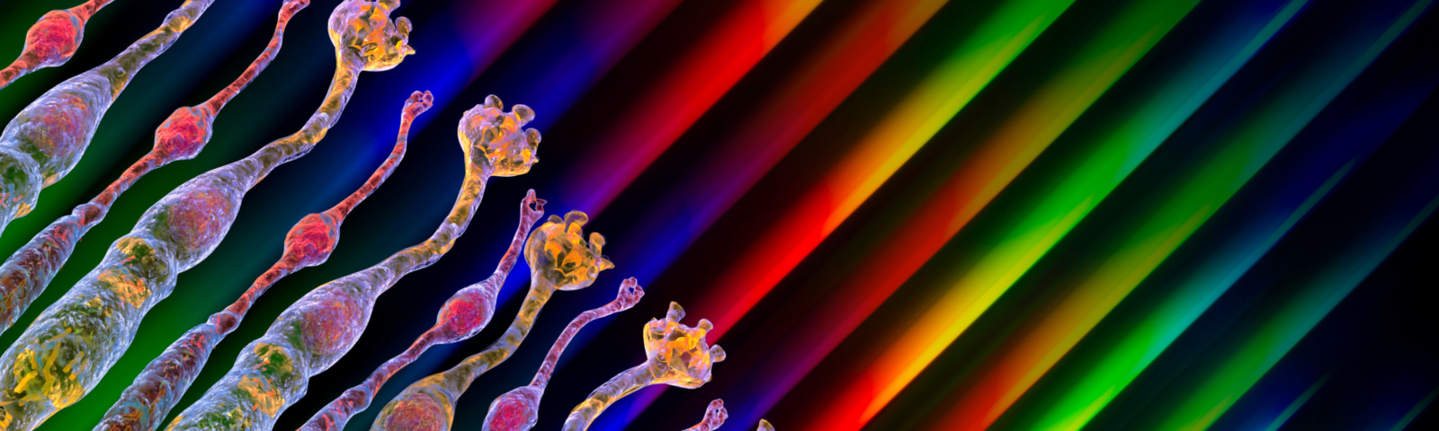 Image is of a microscopic rendering of light-sensing retina cells.