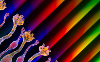 Image is of a microscopic rendering of light-sensing retina cells.