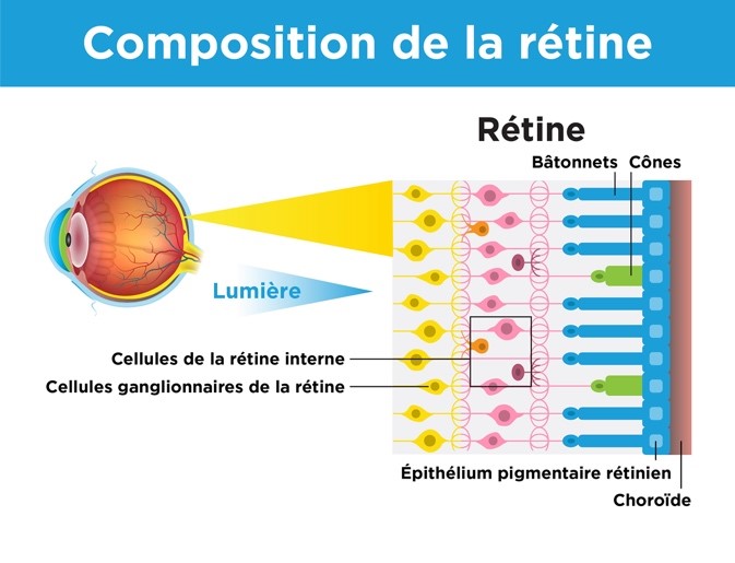 L'image montre la coupe transversale de la rétine, montrant les différentes couches et types de cellules.