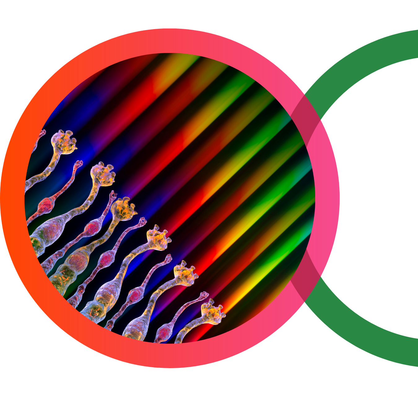 photoreceptors