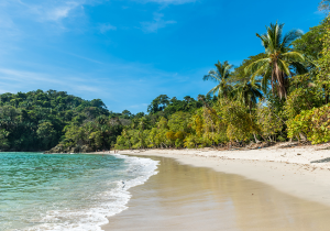 images of a beach with trees and ocean