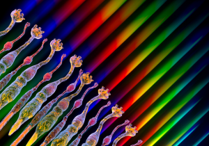photoreceptors
